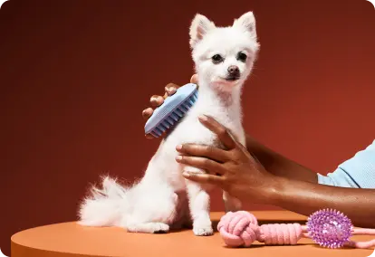 Pet Care and Grooming